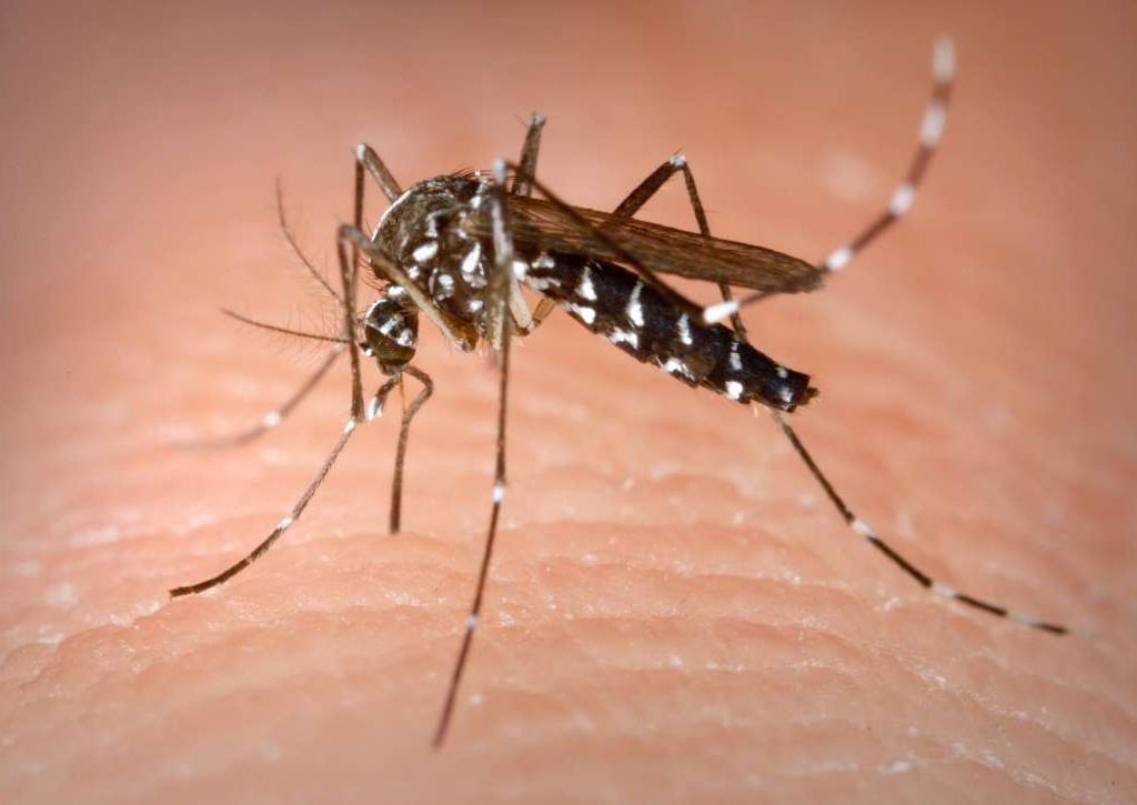Што најмногу ги привлекува комарците – оваа група на луѓе им е „омилена“
