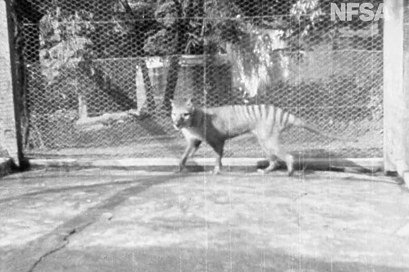 Остатоци од тасманискиот тигар најдени во орман по 85 години