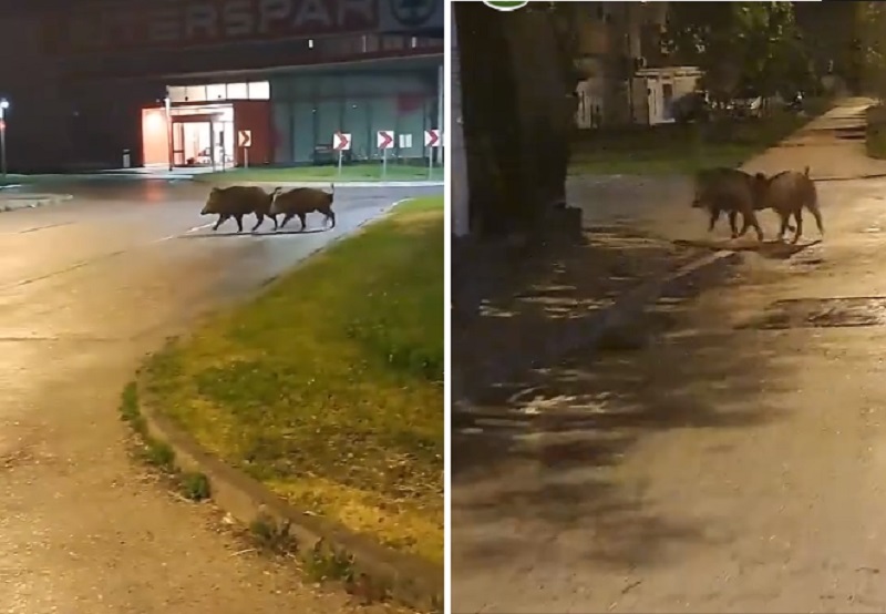 (Видео) Во Загреб поставиле стапици за диви свињи. Фатиле 27
