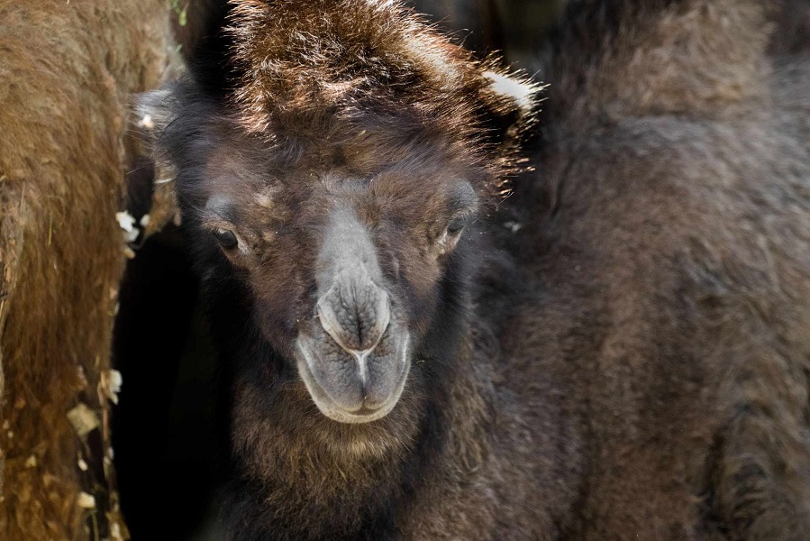 Принова во скопската зоолошка – малата двогрба камила е новиот станар