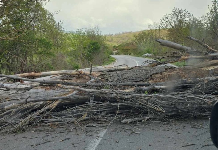 Паднато дрво го попречува сообраќајот на патот Делчево – Пехчево
