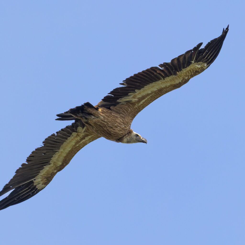 Безбедни жици за ретките птици: 3.000 столбови ќе се изолираат за царскиот орел и египетскиот мршојадец