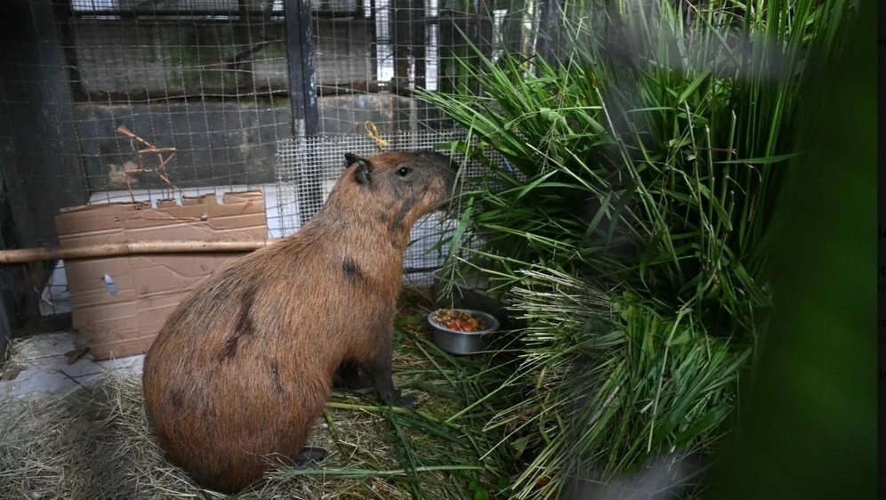 Вознемирувачко: Капибара претепана со железни шипки: „Ова е брутално злосторство што го шокира општеството“
