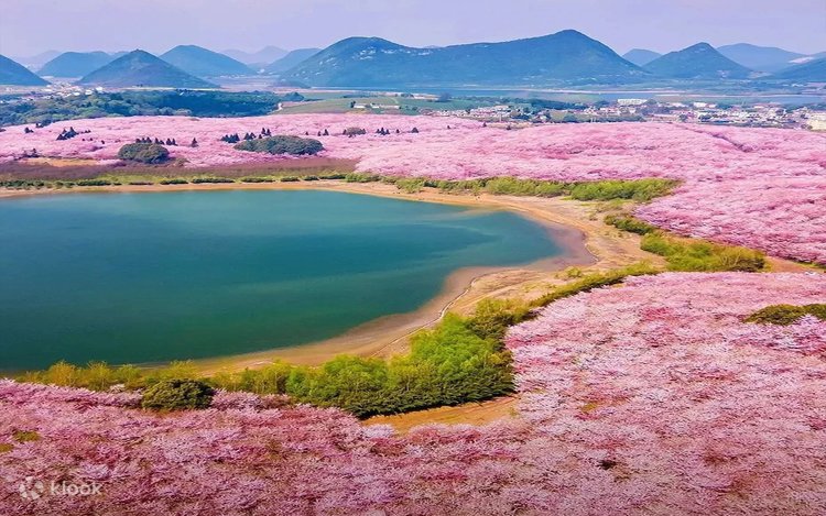 Кина ја има најголемата црешова градина во светот
