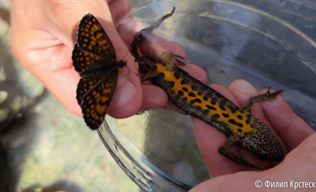 Младите еколози од ПМФ во борба за зачувување на македонскиот мрморец